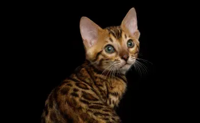 Bengal kitten with brown and black markings, green eyes, looking up, against a black background.
