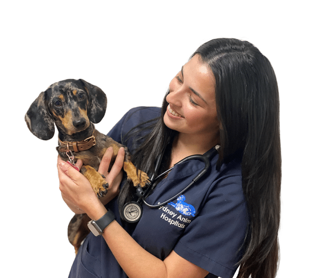 Veterinarian smiling, holding a spotted dachshund; stethoscope around her neck. Sydney Animal Hospital.