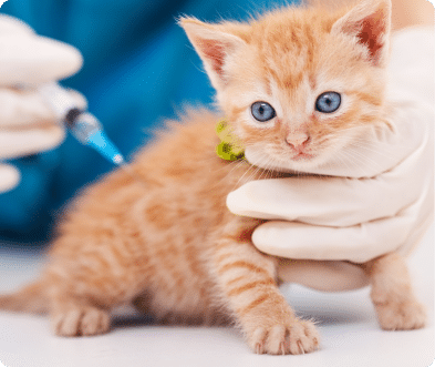 Orange kitten receiving a vaccination from a person wearing gloves.