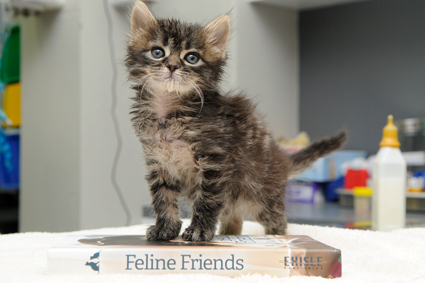 Kitten standing on a book titled 