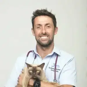 Veterinarian in blue shirt holds a Siamese cat. The man is smiling with a stethoscope.