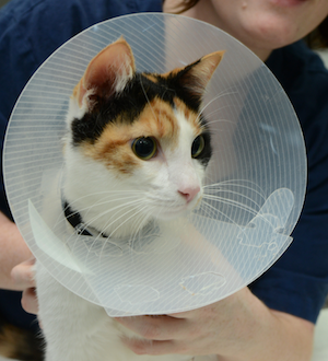 Luna&rsquo;s foreign body removal by Dr Anne Fawcett