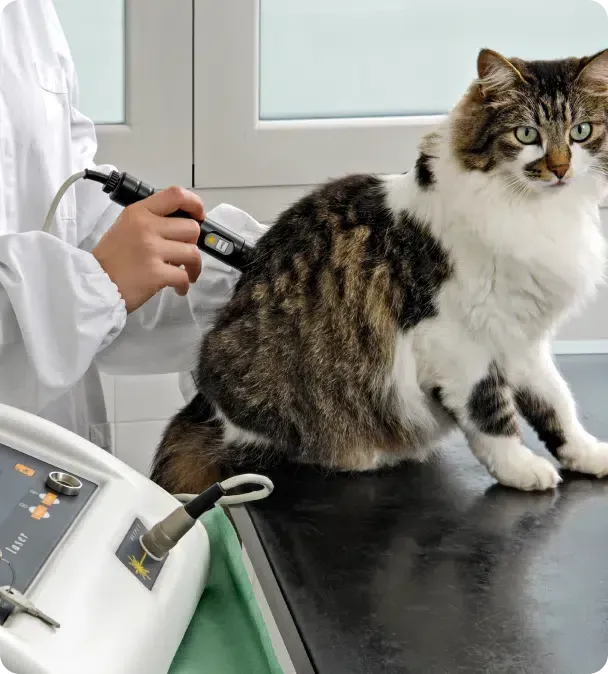 Veterinarian using a device on a cat's back. Cat is brown and white on a table.