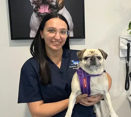 Woman in blue scrubs holds a pug. They are indoors. The woman is smiling.