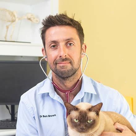 All about Desexing your Pet