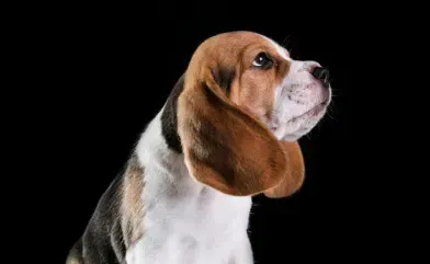 Beagle dog with brown, black, and white fur, looking upward with a curious expression.