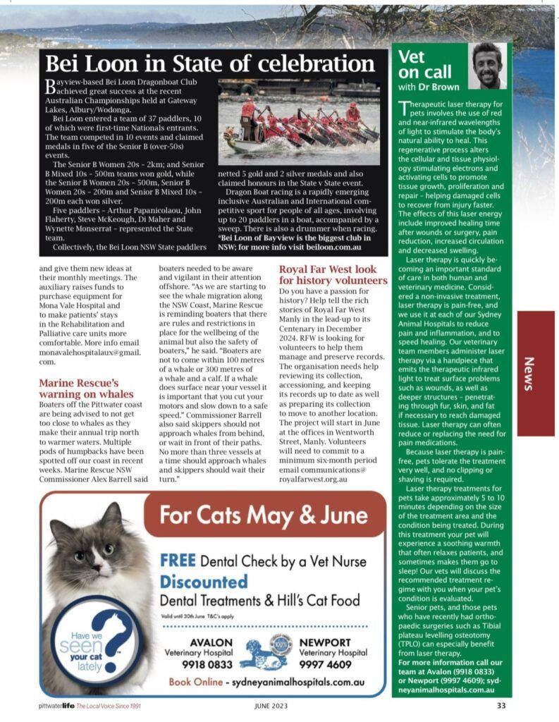 Laser therapy treatment for pets