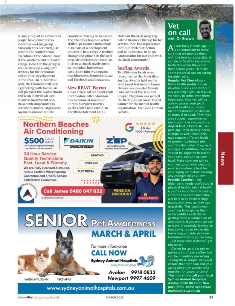 Caring for Your Older Senior Pet