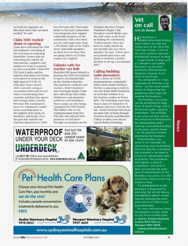 Hip dysplasia in pets blog