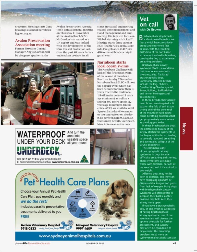 Breathing problems in brachycephalic dogs blog