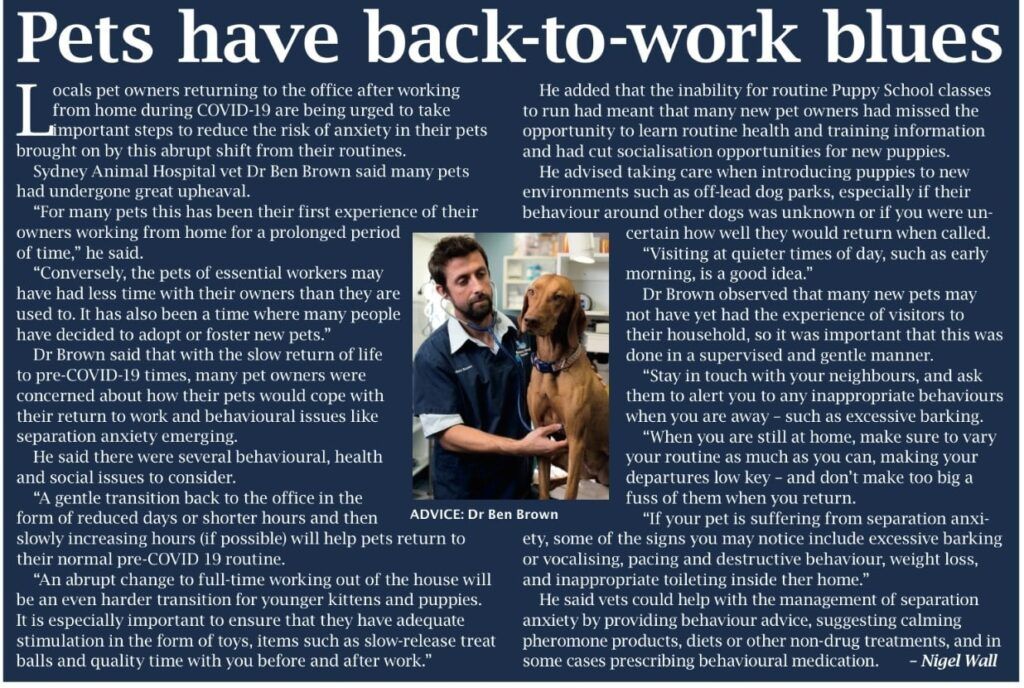 Article with a vet examining a dog. The title is 