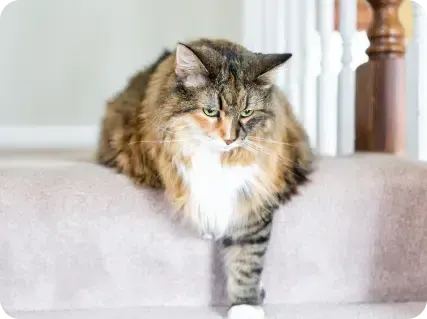 Fluffy calico cat with long fur sits on a step, looking down.