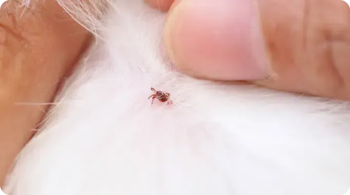 Tick on white fur, held between fingers.