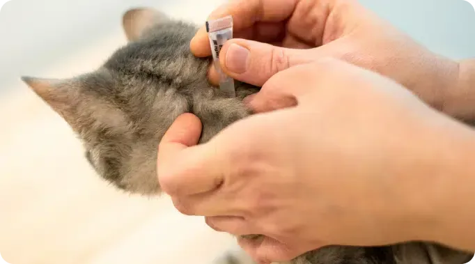 Person applying topical flea treatment to a grey cat behind its neck.