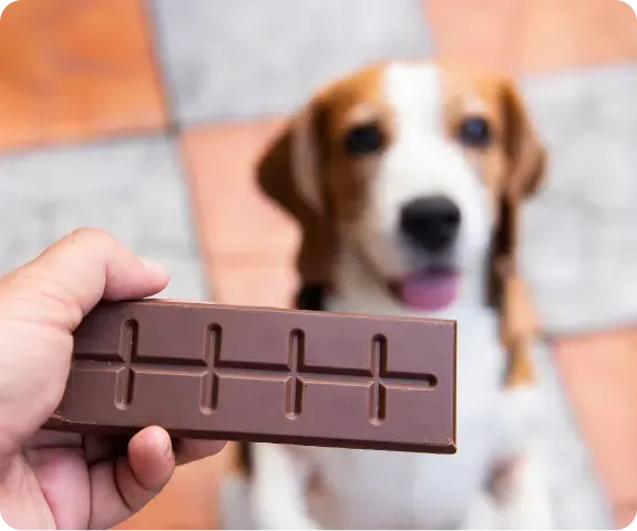Holding a bar of chocolate in front of a Beagle