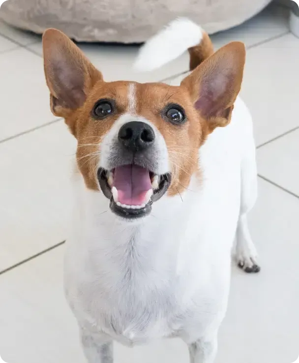 Jack Russell Terrier smiling up at the camera