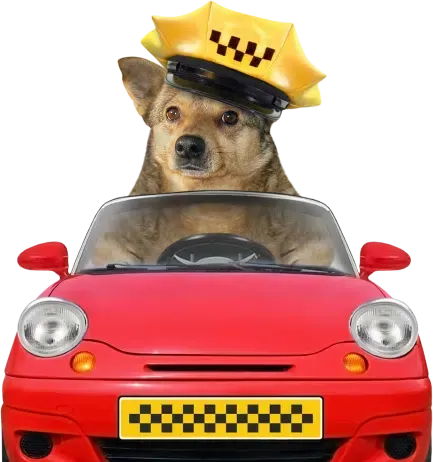 Dog driving a red toy car, wearing a yellow taxi hat with checkerboard signage.