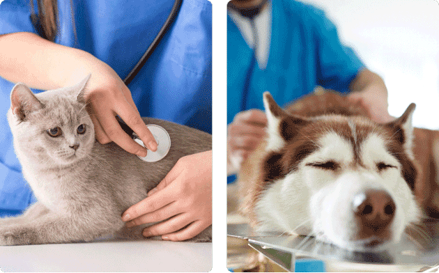 Cat and dog being examined by veterinarians with stethoscopes in a clinic.