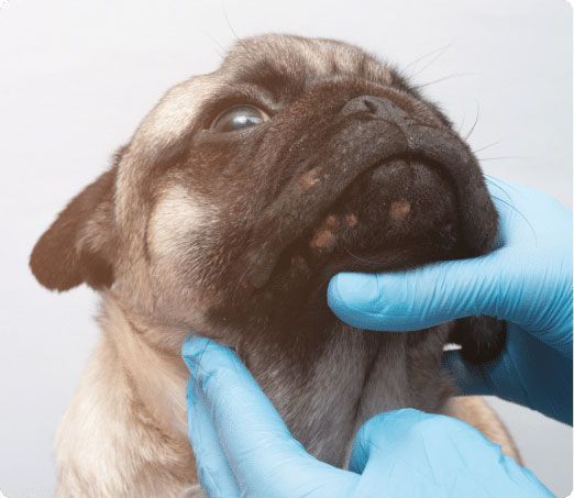 Pug with skin lesions on its face, being examined by gloved hands against a light background.