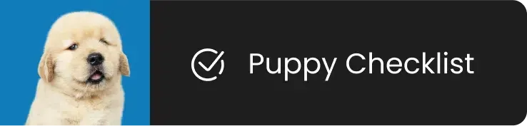 A golden retriever puppy with 