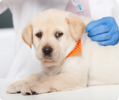 Yellow lab puppy getting a shot from a gloved hand. Orange polka dot collar.