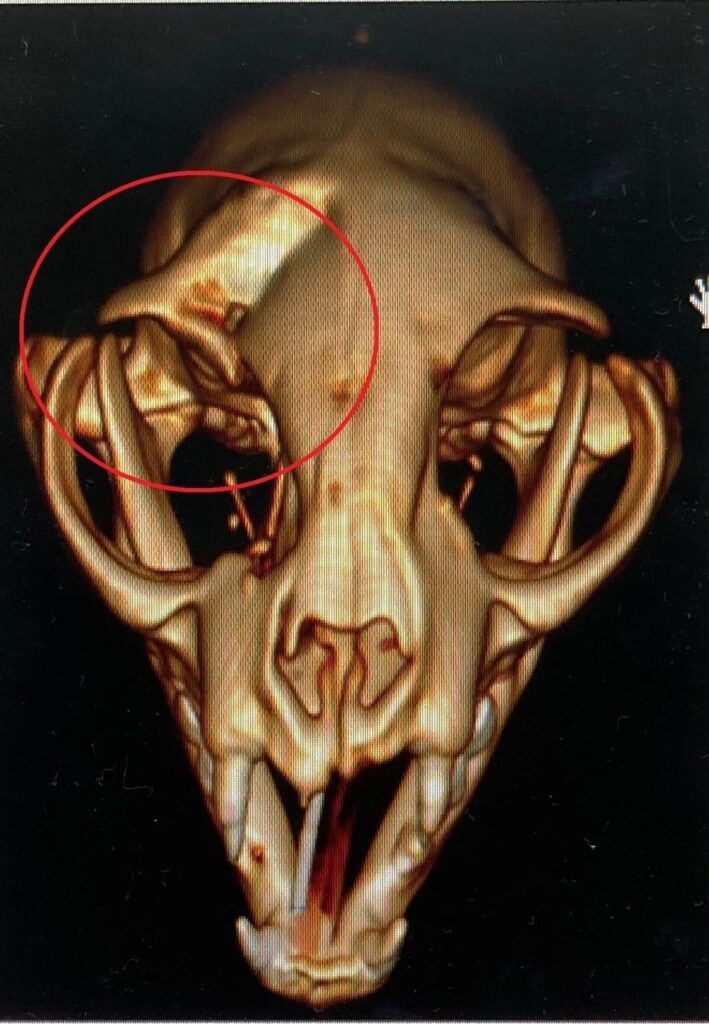 3D CT scan of a cat skull. A red circle highlights a fractured bone in the skull.