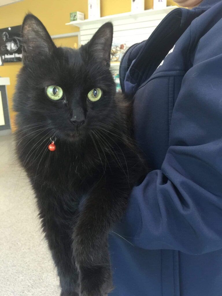 Environmental changes you can make at home for the senior cat