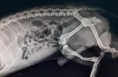X-ray of animal skeleton, revealing spine, ribs, and hind leg with a fractured femur.