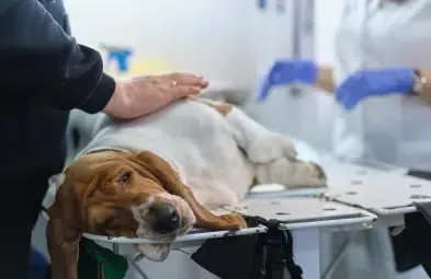 Dog on examination table, being petted by a person, veterinarian in the background.