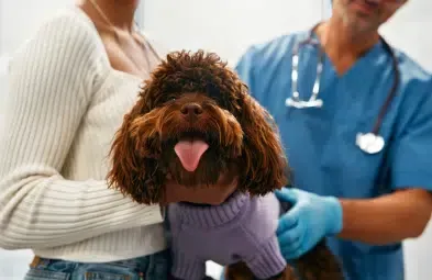 Dog at vet, wearing a purple sweater, held by owner. Vet in blue scrubs examines the dog.