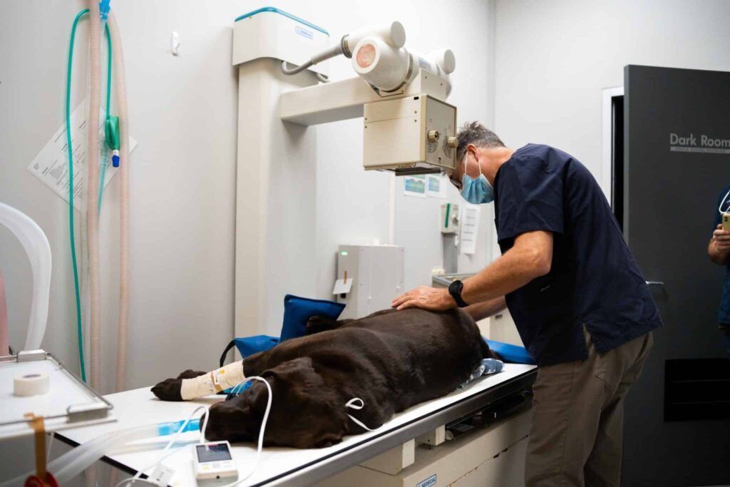 Tibial Plateau Leveling Osteotomy (TPLO)