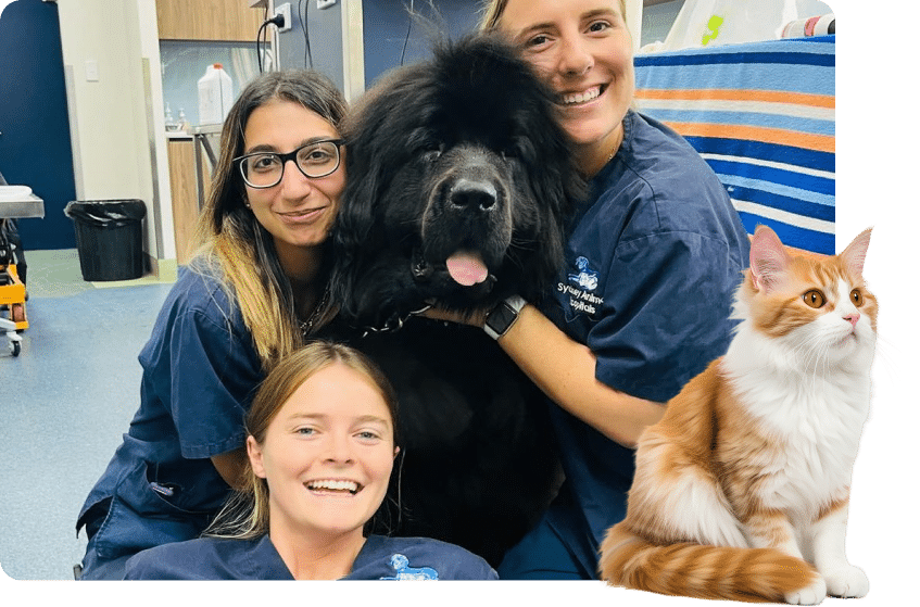 Veterinary staff pose with a large black dog and orange cat. All smile in a medical setting.