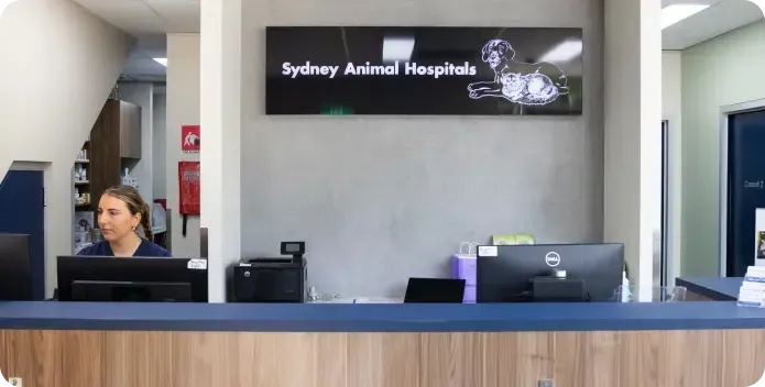 Cat and dog being examined by veterinarians with stethoscopes in a clinic.