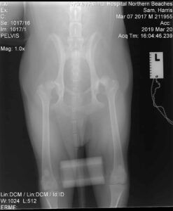 X-ray of a dog's pelvis. The image shows the skeletal structure of the hindquarters. The right side is labeled.