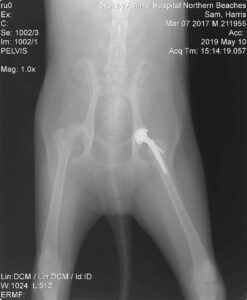 X-ray of a dog's pelvis. A hip replacement is visible on the right side.