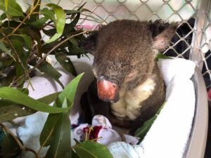 Koala in a carrier, appearing injured with a red nose and surrounded by eucalyptus leaves.