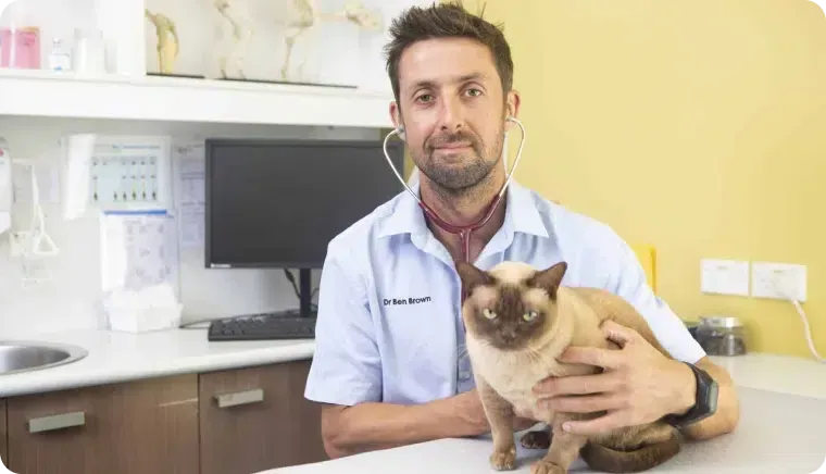 Veterinarian with stethoscope examining a cat in an exam room.