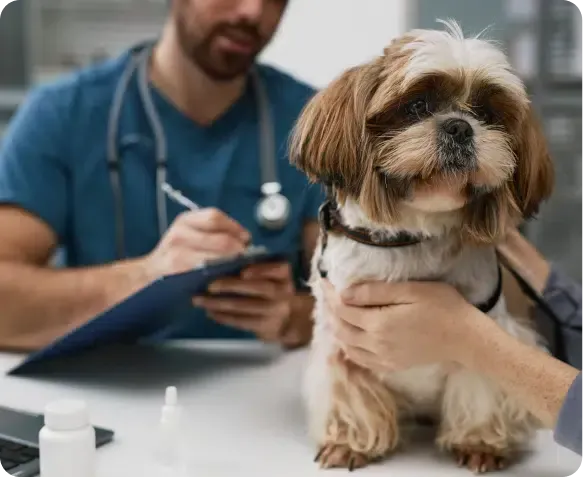A vet examining a Shih Tzu