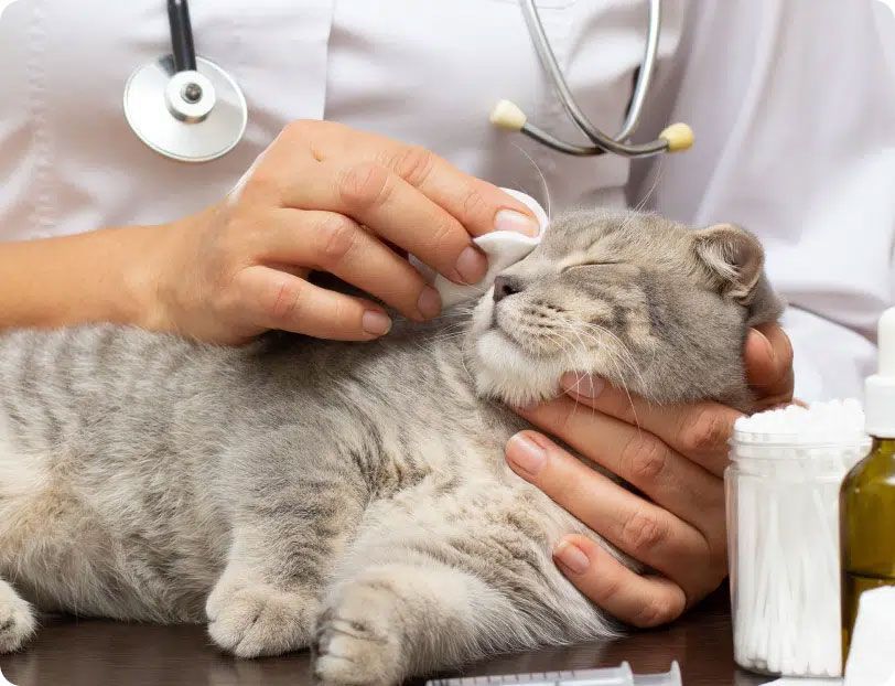 Veterinarian cleaning a gray cat's eye with a cotton pad; stethoscope around the neck, medical supplies present.