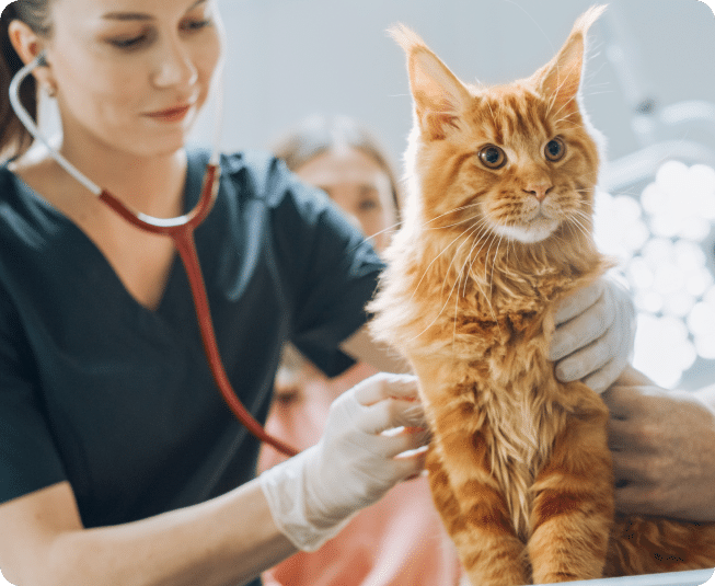 Animal Emergency: When to Seek Urgent Vet Care