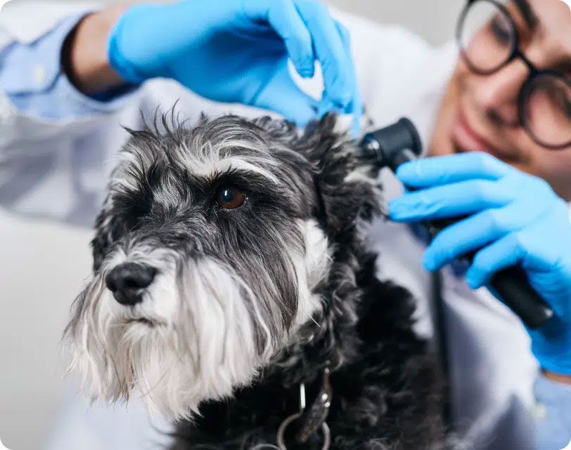 Veterinarian examining a Schnauzer's ear with an otoscope. Both are indoors.