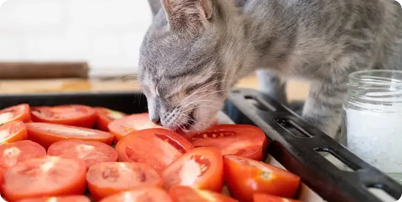 Gray cat sniffs sliced tomatoes on a baking sheet. A jar of salt is nearby.