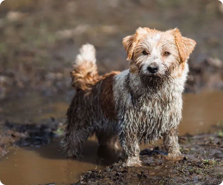Muddy, tan and white dog standing in a muddy puddle, looking at the camera.