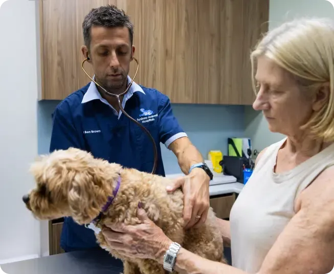 Cavoodle being checked over by a male vet