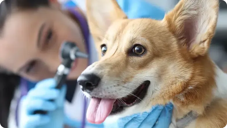 Veterinarian examining a brown and white corgi's ear with an otoscope. The dog is smiling.
