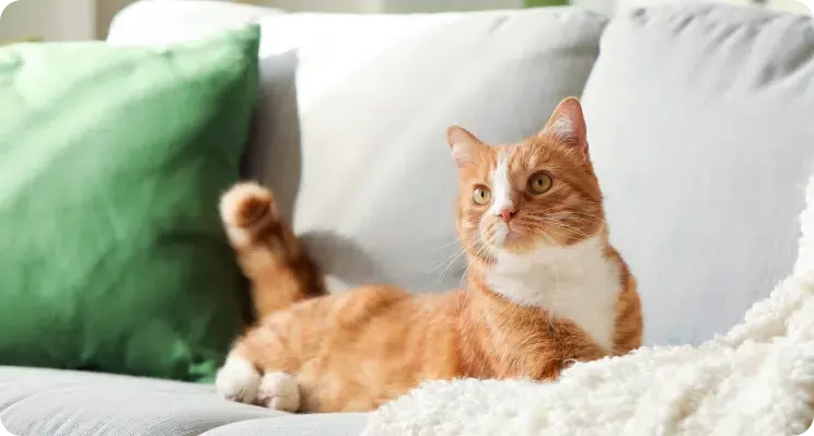 Orange and white cat lounging on a couch with green and white pillows.