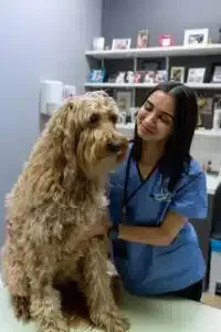 A vet smiles at a fluffy dog on a table; blue scrubs, office setting.