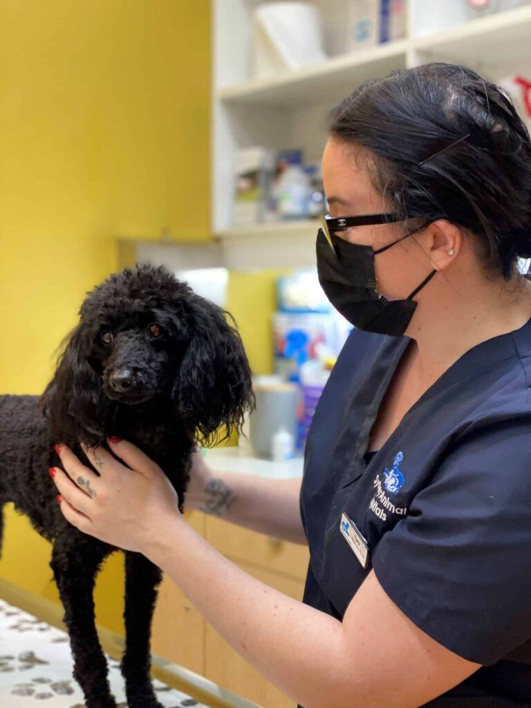 How to Keep Your Pets Healthy and Happy During a Pandemic