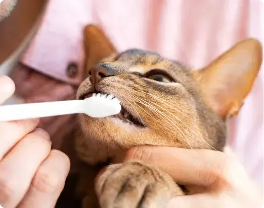 Person brushing a cat's teeth with a white toothbrush, cat has mouth open, indoors.