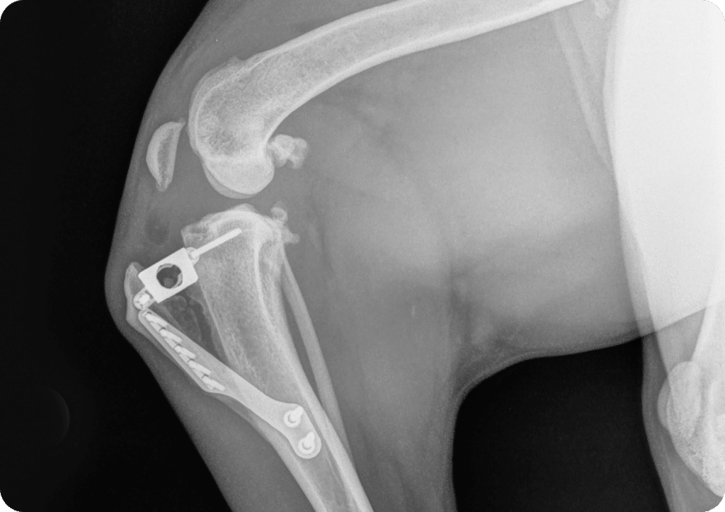 Tibial Tuberosity Advancement Surgery (TTA)